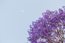 Canopy Of Jacaranda Trees With A Lot Of Purple Flowers