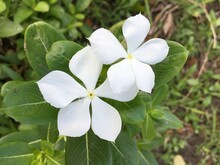 White Catharanthus Roseus Flower In Nature Garden
