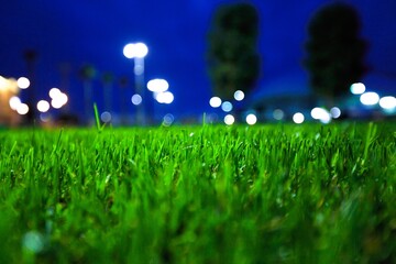 Poster - Floral summer spring grass background