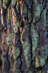 Sticker - Close up shot of a tree trunk