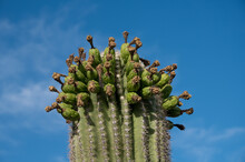 Closeup Of Saguaro Past Bloom With Unripe Cactus Fruit
