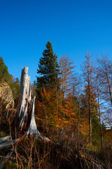 Sticker - Vertical shot of autumn trees on the hillside under a clear blue sky