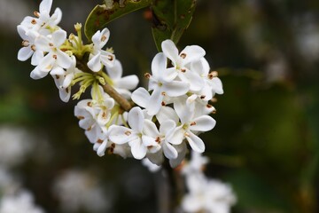 Poster - Silver osmanthus flowers. Oleaceae evergreen tree. Small white fragrant flowers bloom from September to October. 