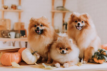 Family Of Three Small Red Furry Spitz Cute Posing Lying Among Pumpkins On A Wooden Surface. Three Dogs Are Sitting In The Autumn Kitchen. Pet Products. Space For Text. High Quality Photo