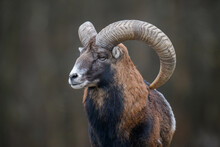 Big Mouflon Animal. Ovis Gmelini, Forest Horned Animal In Nature Habitat