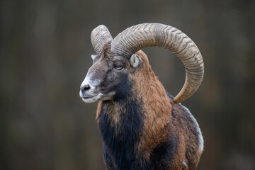 big mouflon animal. ovis gmelini, forest horned animal in nature habitat