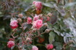 The Plant With Frost. Roses covered with frost
