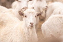 Farming Goats In The Village. Livestock Raising.
