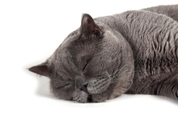 Poster - Funny sleeping British cat