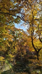 Wall Mural - autumn in the forest