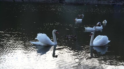 Poster - Beautiful white swans floating on the water