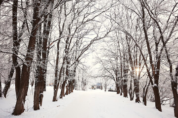  landscape winter forest, seasonal beautiful view in snowy forest december nature