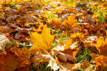 Wall Mural - colorful background of fallen autumn leaves.a natural background of bright autumn leaves fallen to t