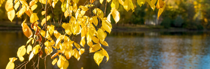 Wall Mural - branch of a tree with yellow leaves above the water of a lake on a sunny autumn day. scenic landscap