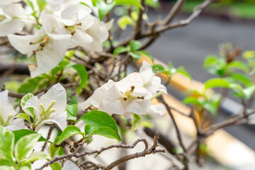 Wall Mural - Bougainvillea is a genus of thorny ornamental vines, bushes, and trees belonging to the four o' clock family, Nyctaginaceae. Bougainville flowers Blooming in the garden. Selective Focus. defocus.