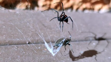 A closeup shot of a spider and a trapped inse