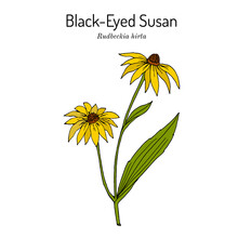 Black-eyed Susan Rudbeckia Hirta , Or Brown Betty, Gloriosa Daisy, Medicinal Plant