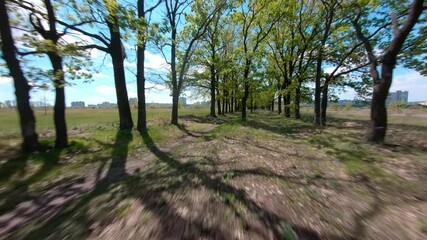 Wall Mural - aerial view with path among trees near the field