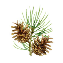 Christmas Tree Branch With Pine Cones. Watercolor Illustration Isolated On White Background.