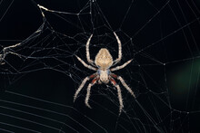 Mukherjee's Orb Weaver Spider, Neoscona Mukherjee, Satara, Maharashtra, India