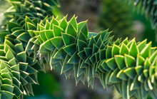 Close-up Of Spiky Green Branch Of Araucaria Araucana, Monkey Puzzle Tree, Monkey Tail Tree, Or Chilean Pine In Landscape City Park Krasnodar Or Galitsky Park In Sunny Autumn 2021