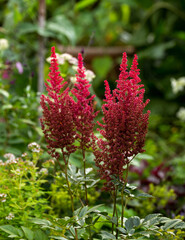 Wall Mural - Blooming red flower astilba plant in summer cottage garden