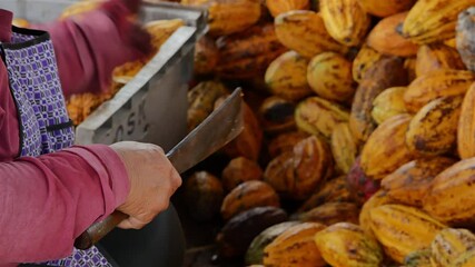 Wall Mural - Raw Cocoa beans, Fresh cocoa pod cut exposing cocoa seeds, with a cocoa plant