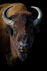 Wall Mural - Portrait Bison on black background. Wildlife scene from nature