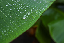 Water Droplets On The Banana Leaf