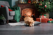 Dog by the Christmas tree and fireplace. New Year's mood. Nova Scotia duck tolling Retriever in holiday scenery, at home