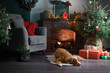 Dog by the Christmas tree and fireplace. New Year's mood. Nova Scotia duck tolling Retriever in holiday scenery, at home