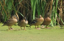 Beautiful Four Ducks In A Pond Against Reeds Background