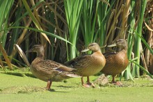 Beautiful Three Ducks In A Pond Against Reeds Background
