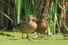 Beautiful Two Ducks In A Pond Against Reeds Background