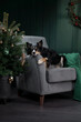 A dog on a chair next to a Christmas tree. New Year's atmosphere. Holiday border collie at home