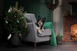 A dog on a chair next to a Christmas tree. New Year's atmosphere. Holiday border collie at home