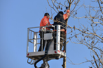 Potatura di alberi