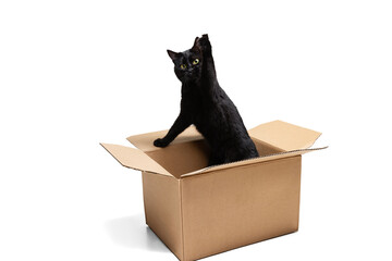 One gorgeous black purebred cat sitting in carton box isolated on white studio background. Animal life concept