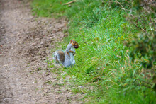 A Grey Squirrel (Sciurus Carolinensis) Carrying A Horse Chestnut Conker In It's Mouth, Food To Add To The Winter Harvest 