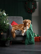 A dog on a chair next to a Christmas tree. New Year's atmosphere. Holiday Nova Scotia duck Tolling Retriever at home