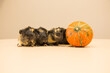 Little guinea pig with yellow pumpkin. October. halloween 