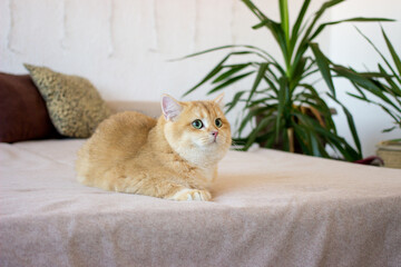 Wall Mural - Cute golden cat lying on bed. Breed British shorthair cat with green eyes. Close up