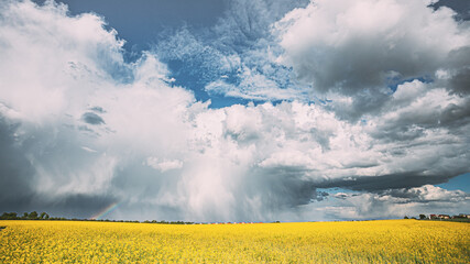 Wall Mural - Dramatic Sky With Rain Clouds On Horizon Above Rural Landscape Camola Colza Rapeseed Field. Agricultural And Weather Forecast Concept. Time Lapse, Timelapse, Time-lapse. 4K.