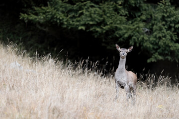 Wall Mural - Isolated deer female looking at camera (Cervus elaphus)