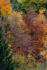 Poster - Autumn colors in the mountains