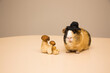little funny guinea pig with autumn mushrooms