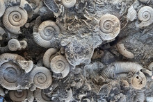 Ancient Marine Life Animal Fossils