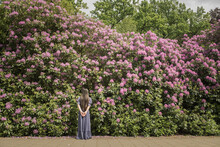 Girl In Classic Blue Dress Standing In Front Of Rhododendron Bush  Flowers In The Garden