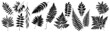 Fern Set. Green Planet. Leaf Collection. Set of Branches, Herbs Flat. Black and White Plants. Vector Silhouette Illustration. Garden Leaves. Tropical Leaves. Bracken Branch Shape. Jungle Forest.
