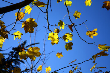 Wall Mural - Autumn leaves of trees